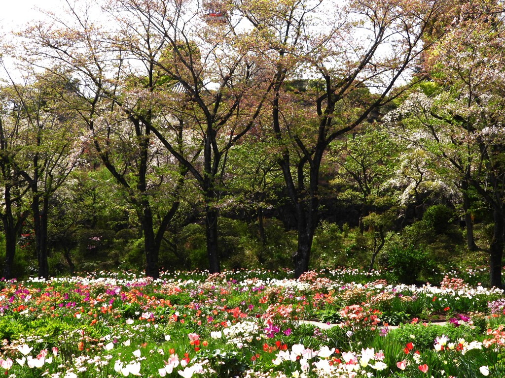 桜は散りました