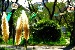 シロガネヨシ