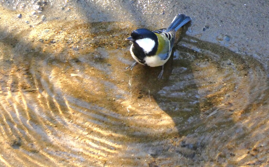 シジュウカラの水浴び