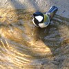 シジュウカラの水浴び