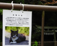 兄貴！ついに指名手配か！