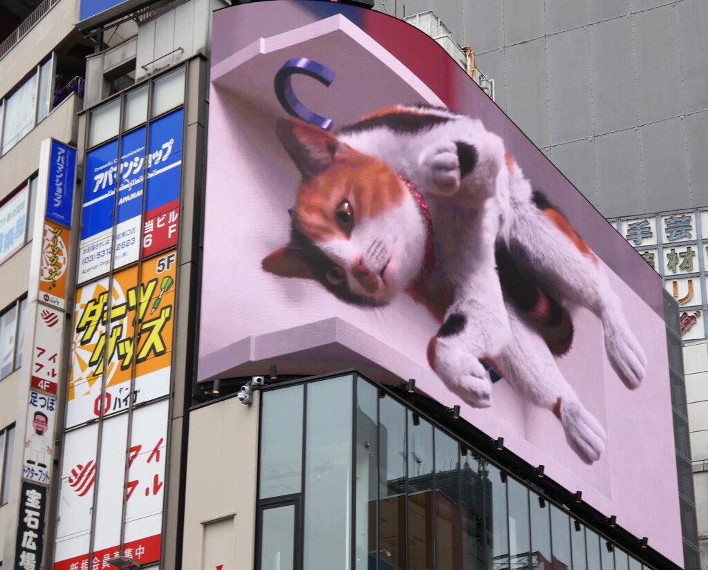 新宿東口の猫