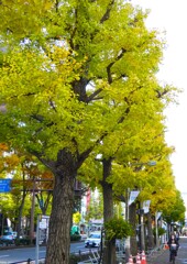 イチョウ並木