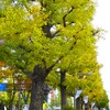 イチョウ並木
