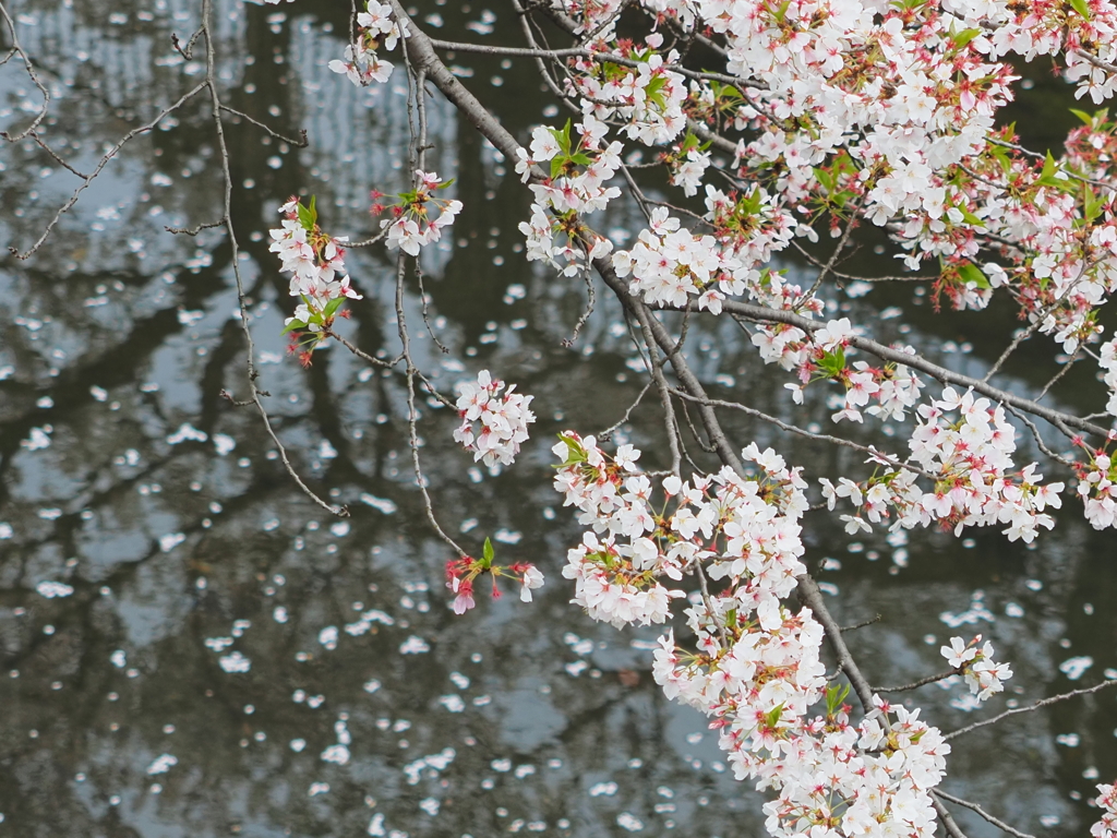 花筏