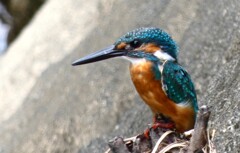 下流からのカワセミ