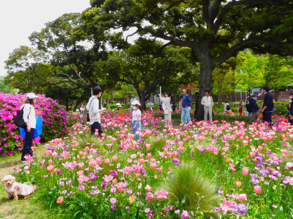 第46回よこはま花と緑のスプリングフェア2024