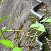 吉兆か