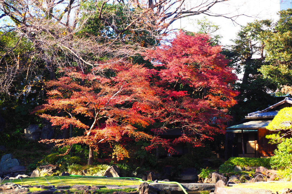 靖泉亭と紅葉