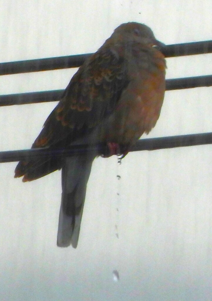 雷雨のキジバト