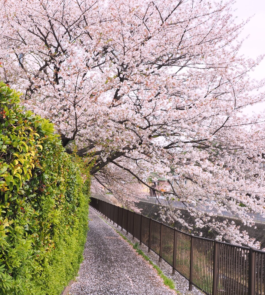 花道