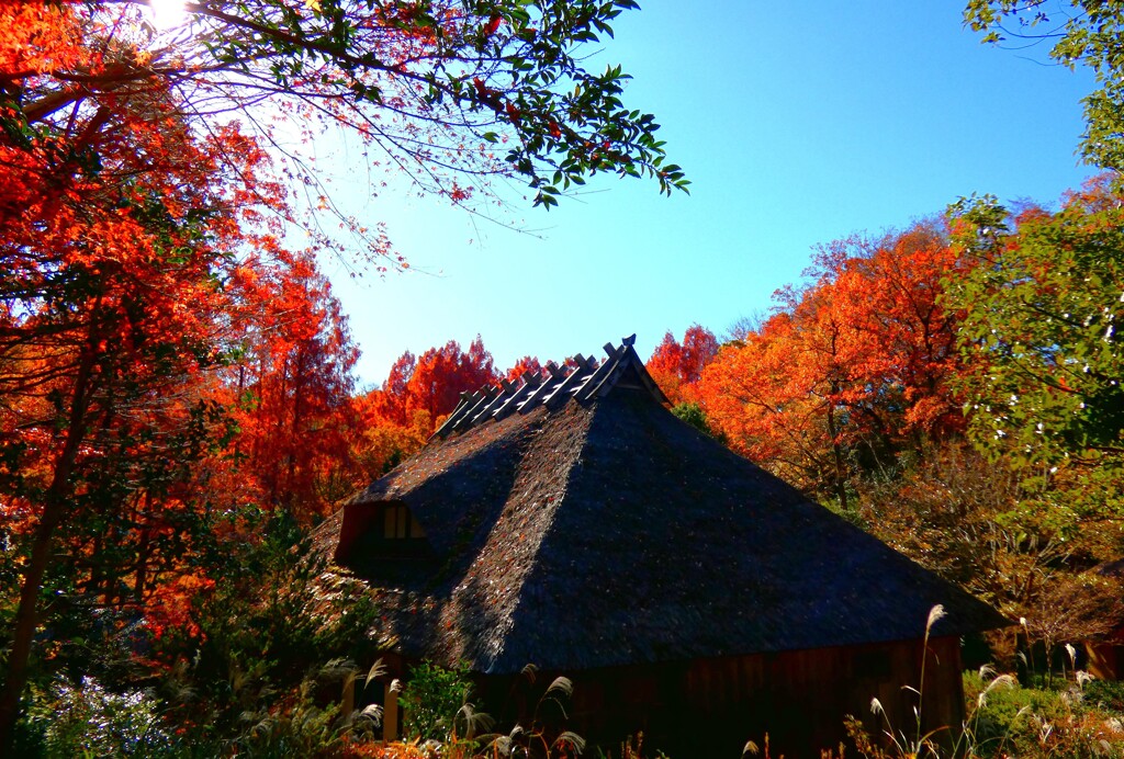 最期の紅葉