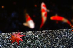 紅葉と緋鯉Ⅱ