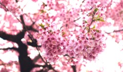 1本桜