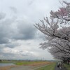 多摩川の桜並木