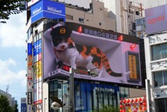 新宿東口の猫交番