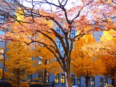 紅葉する大木も