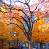 紅葉する大木も