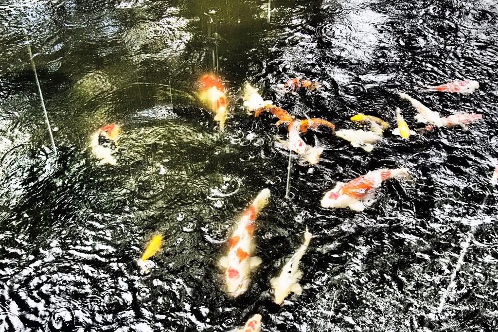 ゲリラ豪雨直撃