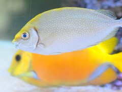 AFより