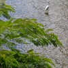 河畔あるある