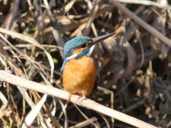 カワセミ