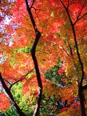 公園の紅葉