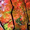 公園の紅葉