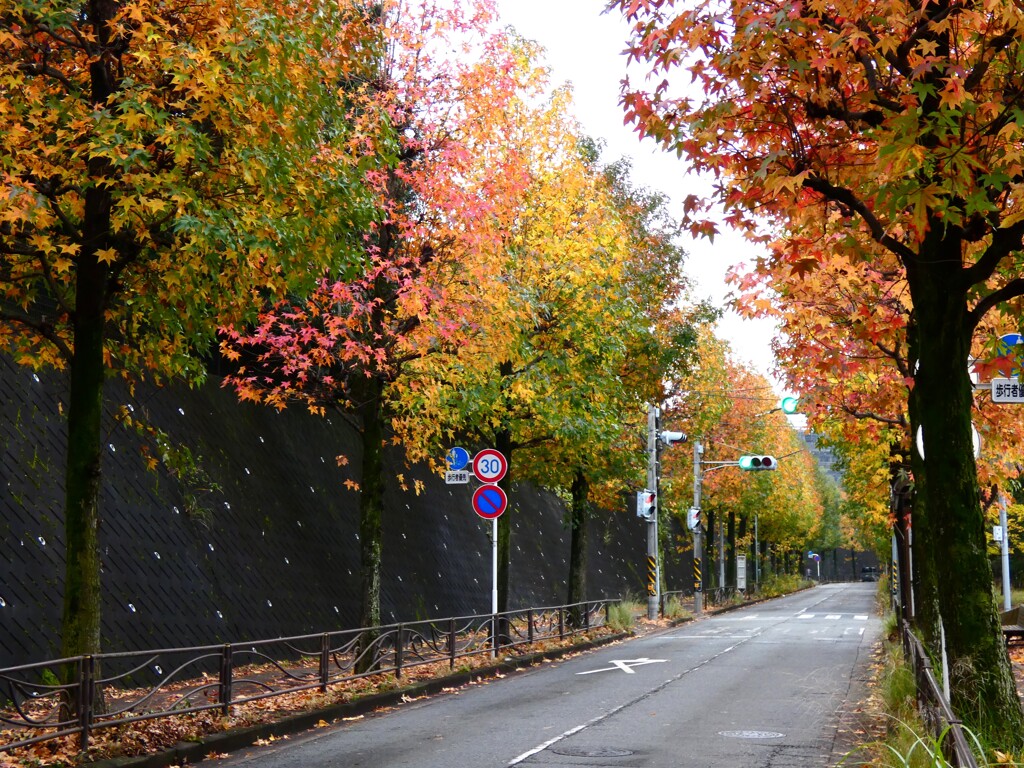 紅葉の坂道