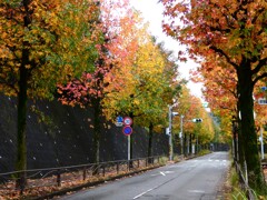 紅葉の坂道