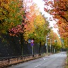 紅葉の坂道