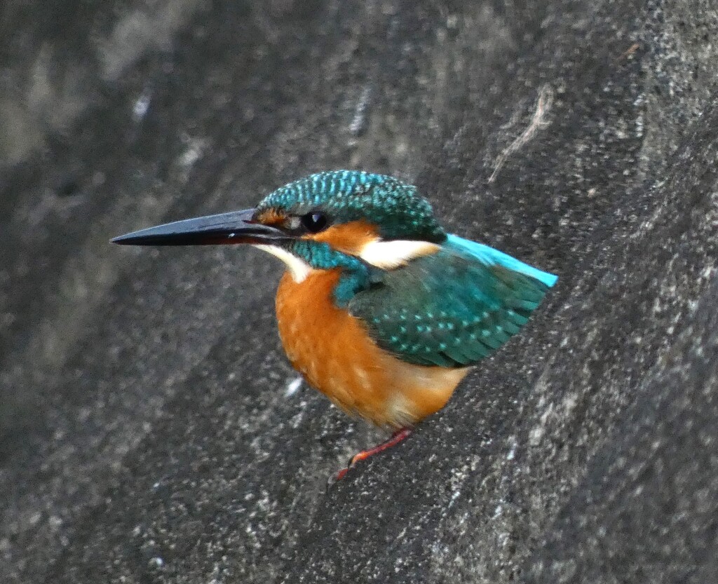 カワセミ