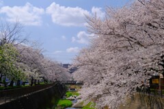 三沢川の桜並木