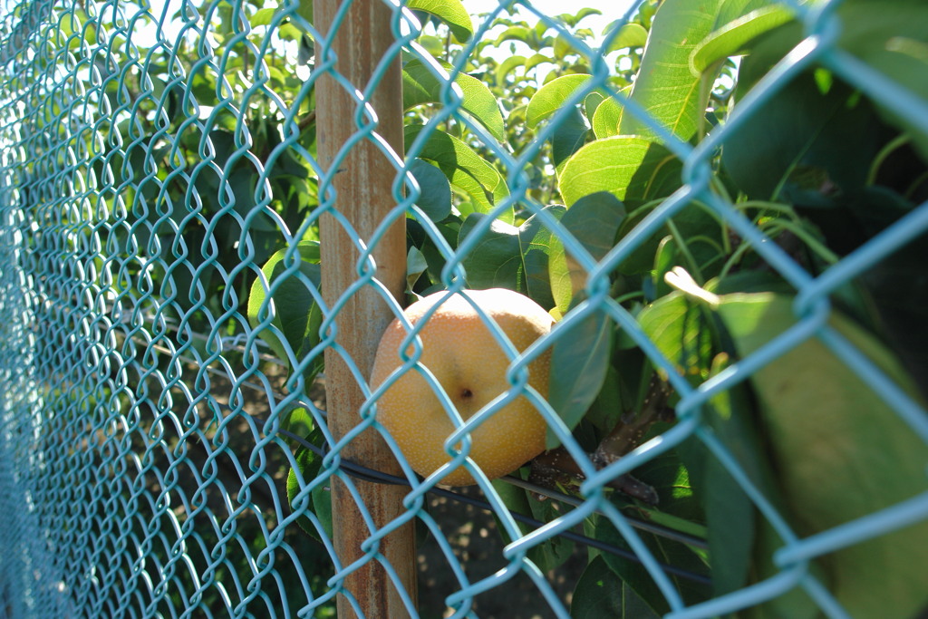 酸っぱいブドウの理論