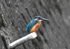 すぐそこにいるカワセミ
