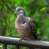 キジバト