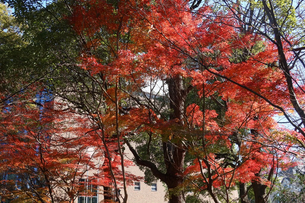 浜町の紅葉