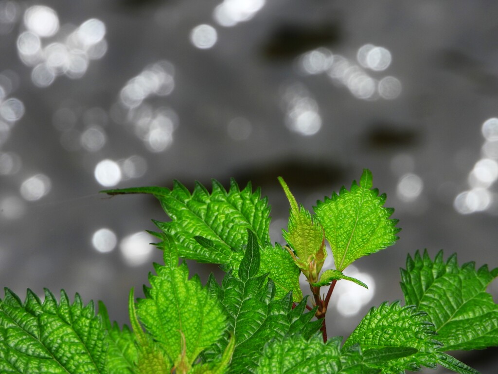 花はどこへ行ったの