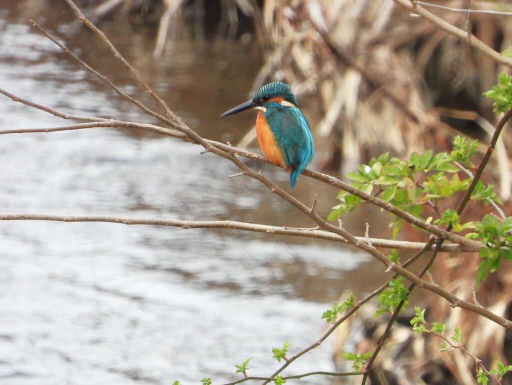 カワセミⅠ