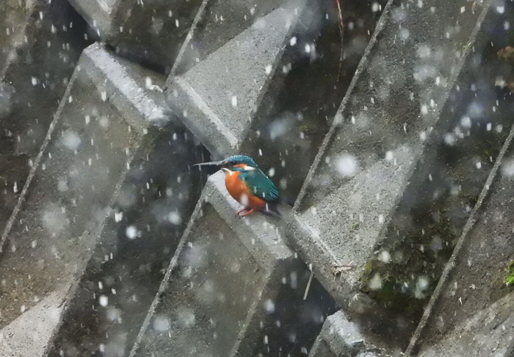 雪のカワセミ