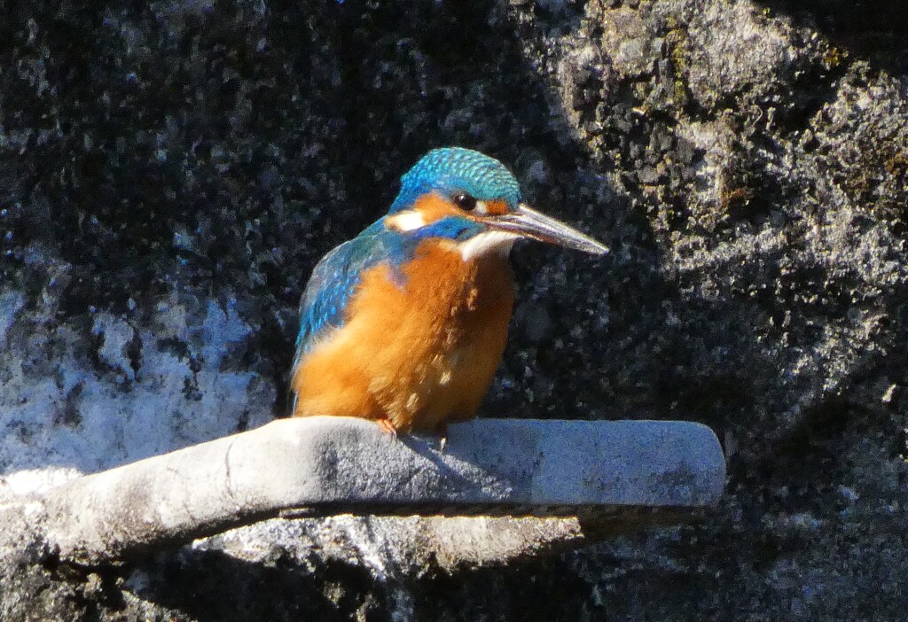 朝のカワセミ