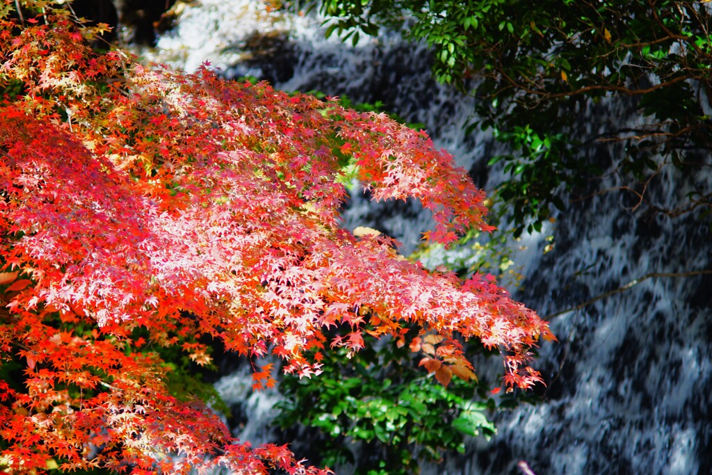 滝と紅葉