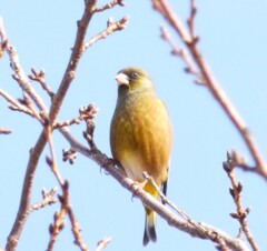 カワラヒワ