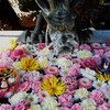 ひな祭り仕様