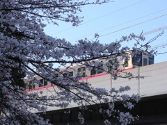 穴澤天神社前の桜