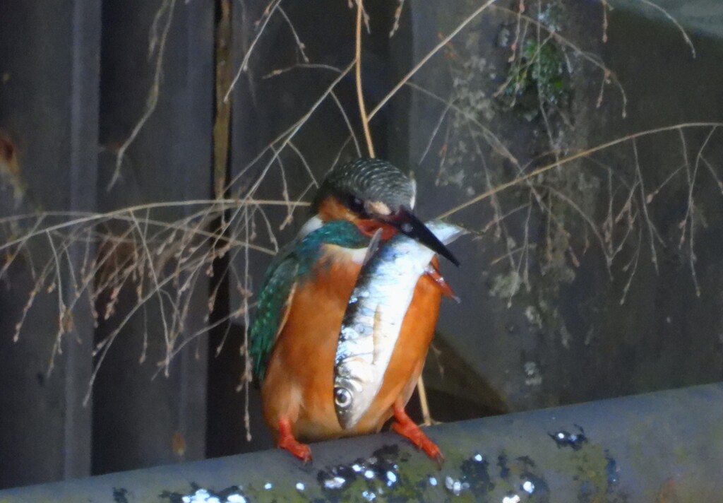 大きすぎる獲物