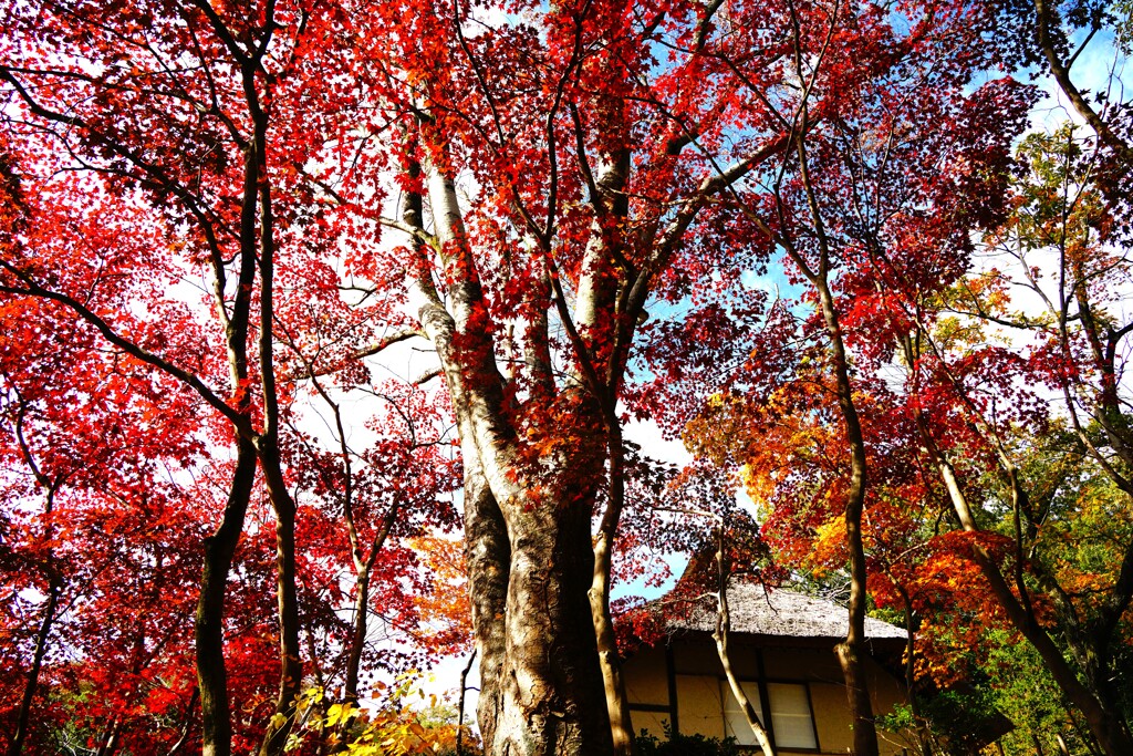 日本民家園沿いの紅葉Ⅲ
