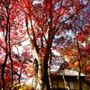 日本民家園沿いの紅葉Ⅲ