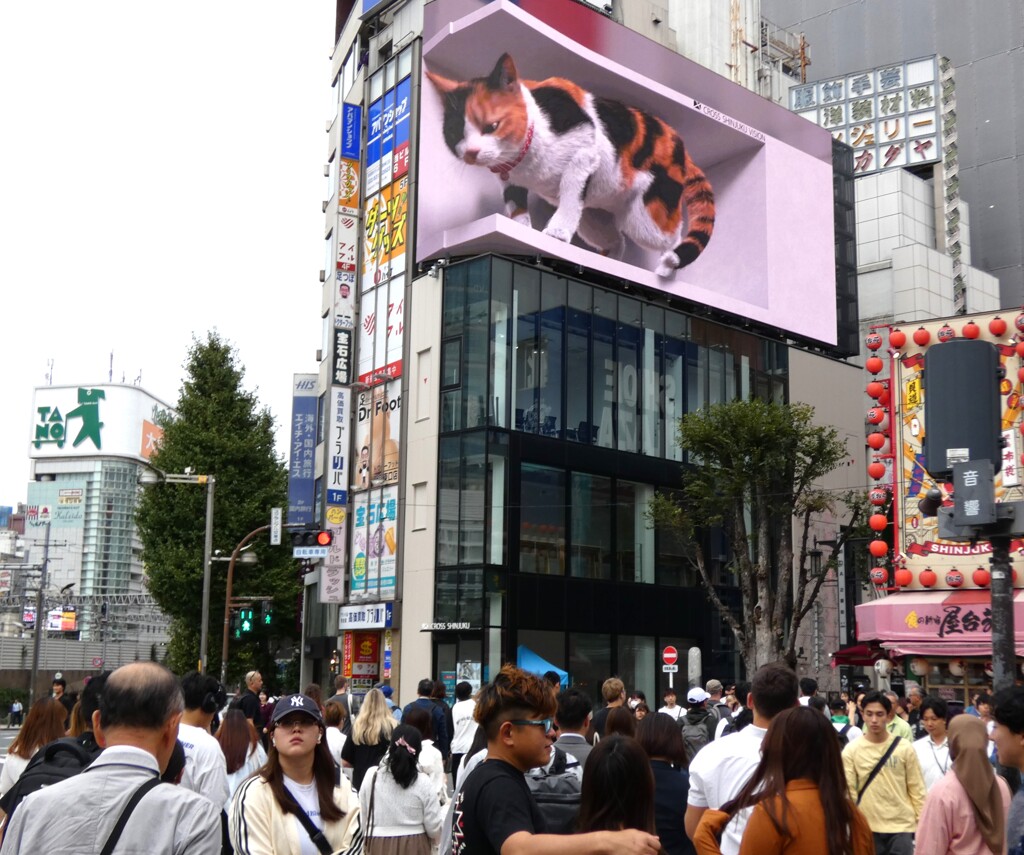 世界的な人気