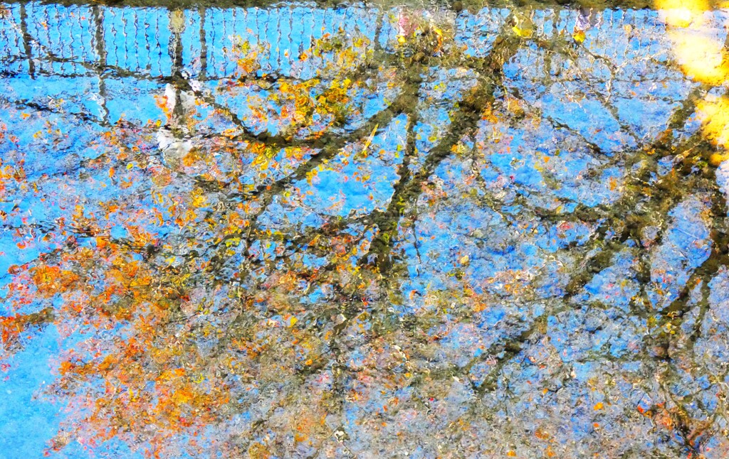 川面の紅葉